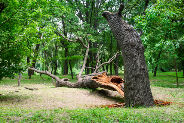 How Our Tree Care Process Works  in  Duquesne, MO