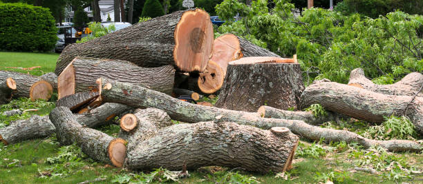 Best Tree Cabling and Bracing  in Duquesne, MO
