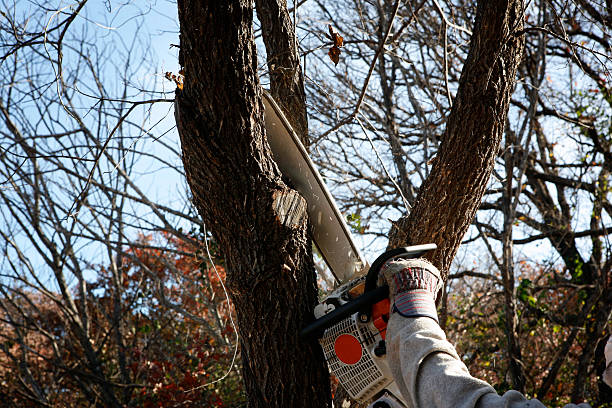 Best Tree Maintenance Programs  in Duquesne, MO