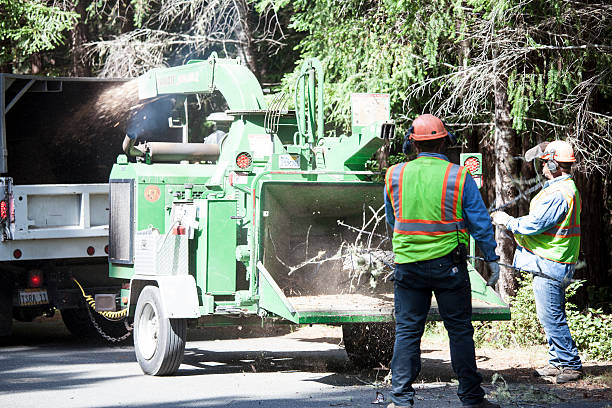 Duquesne, MO Tree Care Company