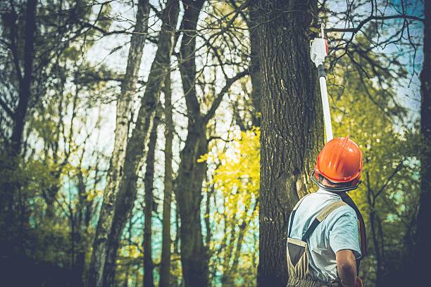 Best Storm Damage Tree Cleanup  in Duquesne, MO